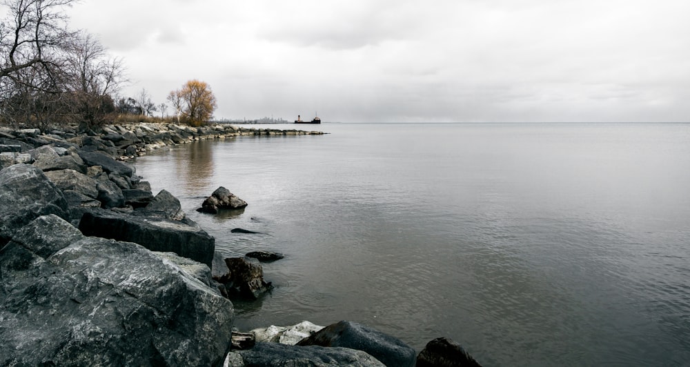 body of water beside bare tree