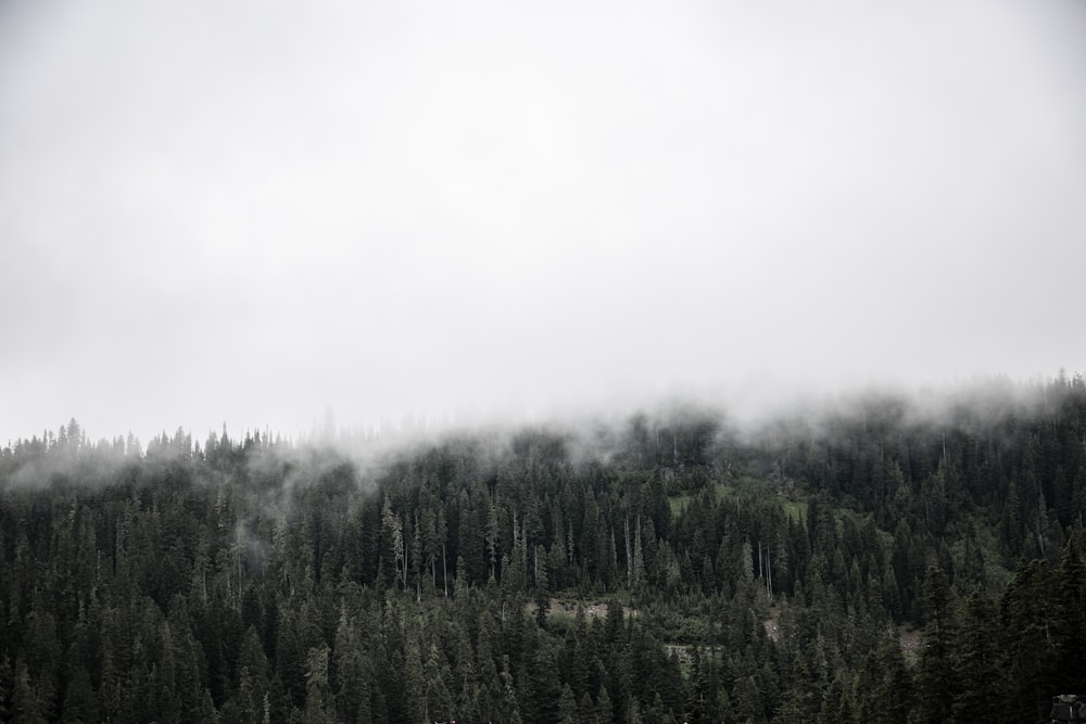 forest covered with fogs