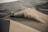 A person on a quad bike is riding up a large, sandy dune in a desert. The vehicle is kicking up a significant amount of dust and sand as it moves. The landscape is filled with high dunes and there is a sense of vastness and isolation.