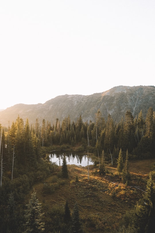 aerial photography of grey calm body of water surrounding tall trees at daytime in Mount Rainier National Park United States