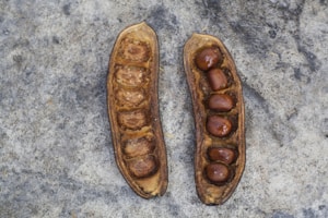 Premium Hybrid Seeds