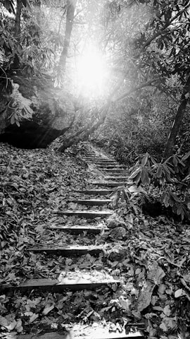 Sunlight filtering through tall trees onto a stone pathway leading to a villa entrance.