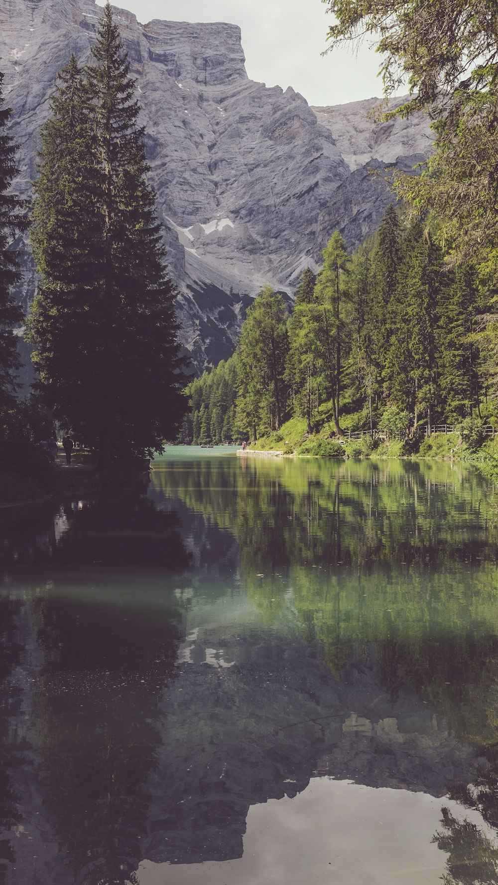 river surrounded by trees