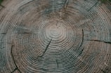 A close-up view of a wooden tree stump, showing concentric growth rings and a textured surface, indicating the age and growth patterns of the tree.