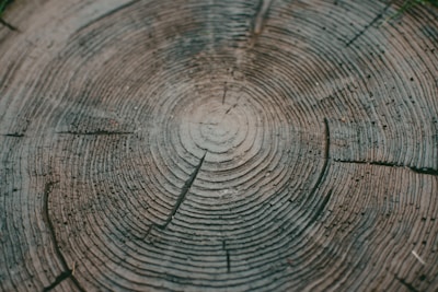 A close-up view of a wooden tree stump, showing concentric growth rings and a textured surface, indicating the age and growth patterns of the tree.