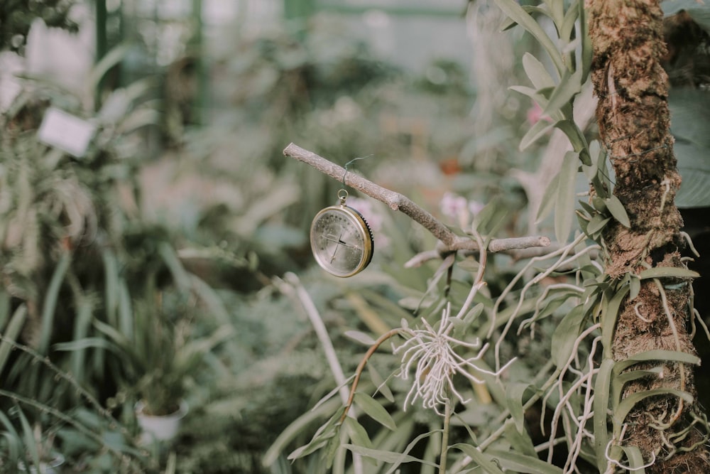 silver-colored pocket watch hanging on brown tree branch near grasses