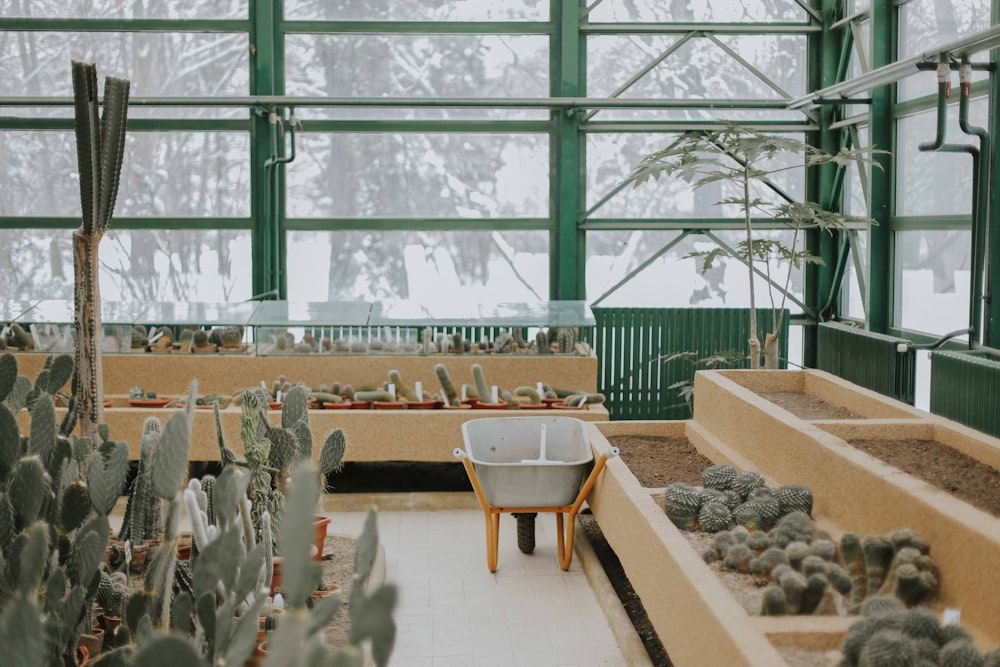cacti inside greenhouse