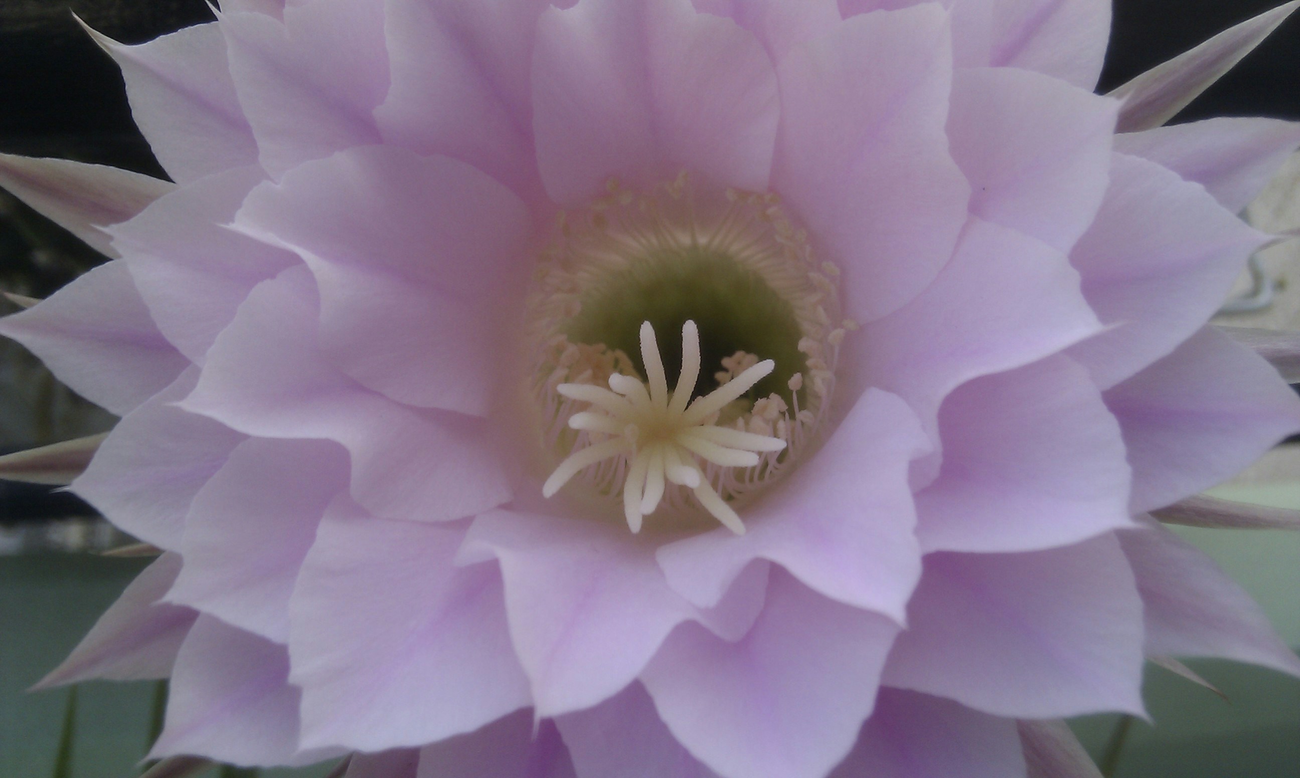 Exotic flowering cactus - Close-up image of an Easter Lily Cactus with elegant white flowers.