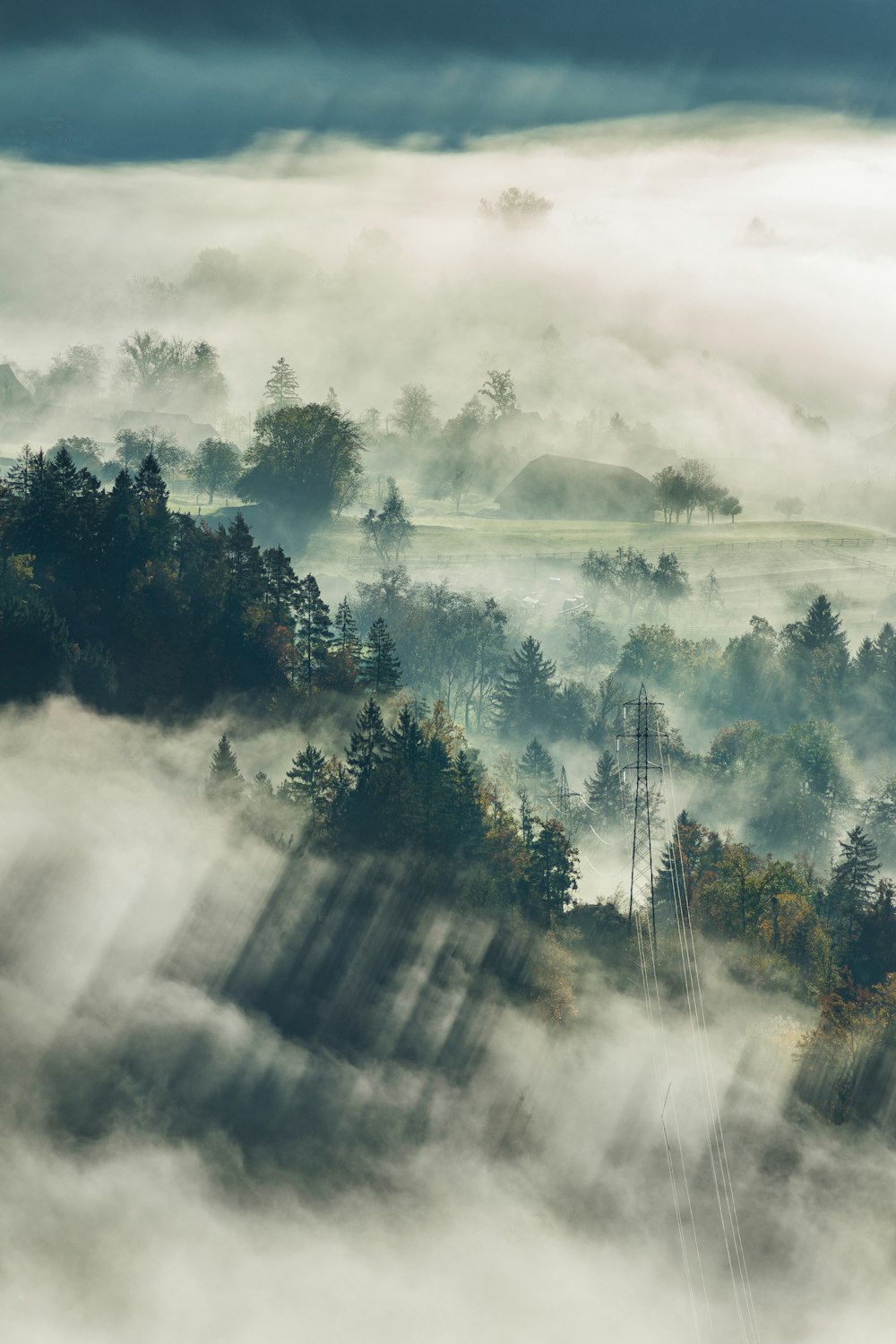 Fotografía aérea de árboles altos y casas con niebla