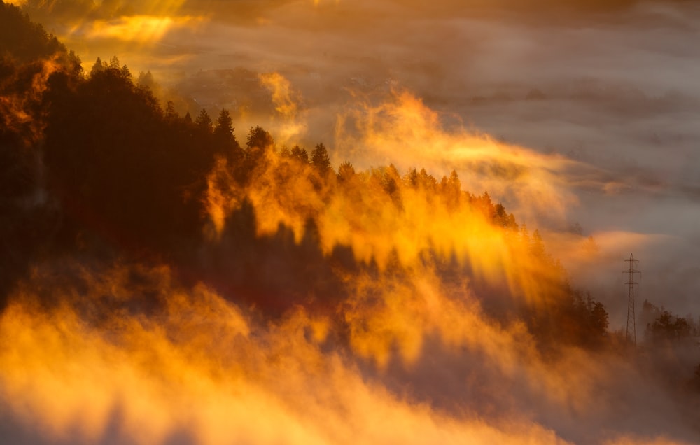 silhouette of trees with fog under orange sky