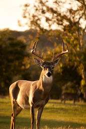 selective focus photography of brown deer standing on green grass field during daytime