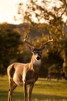 selective focus photography of brown deer standing on green grass field during daytime