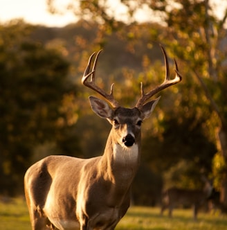 selective focus photography of brown deer standing on green grass field during daytime