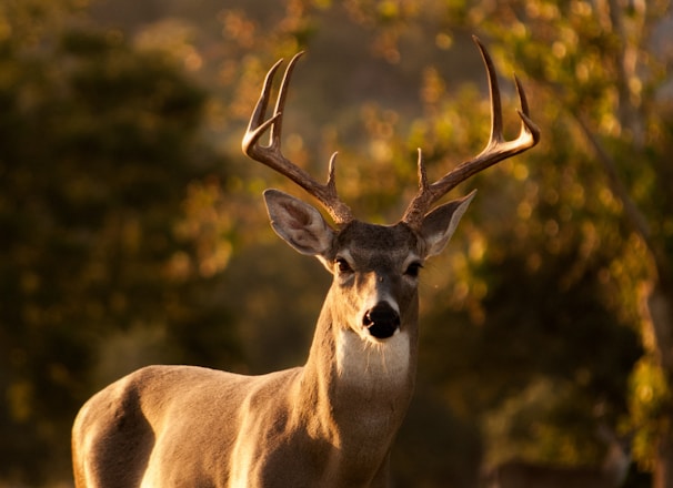 selective focus photography of brown deer standing on green grass field during daytime