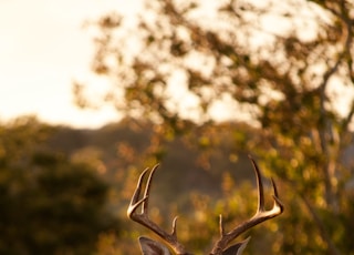 selective focus photography of brown deer standing on green grass field during daytime