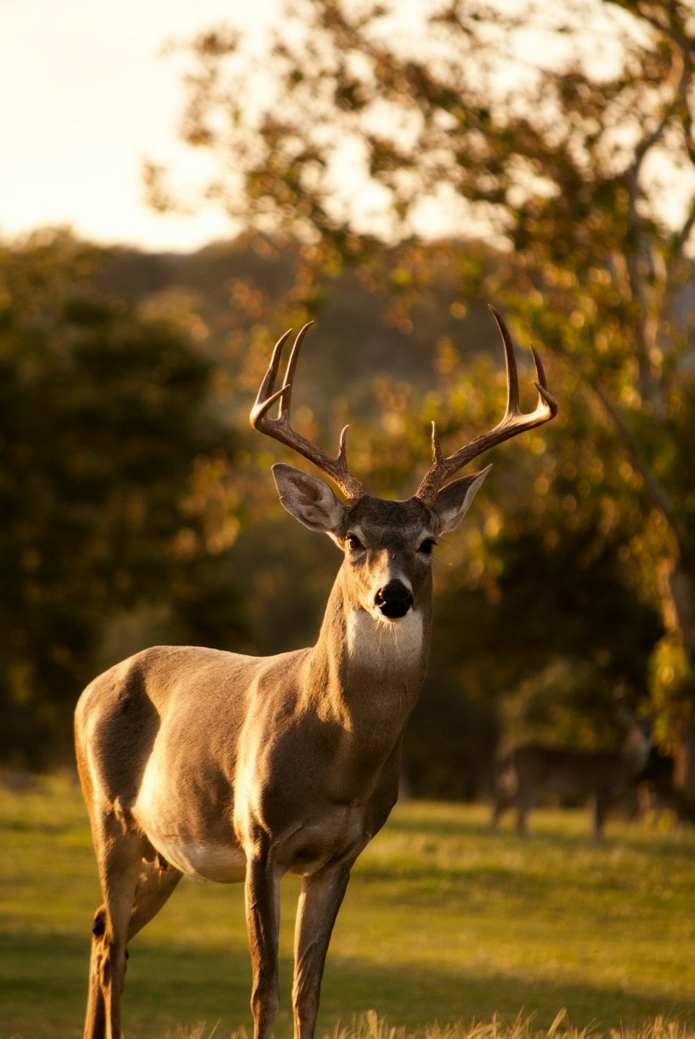 selective focus photography of brown deer standing on green grass field during daytime