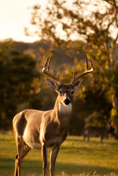 Deer in natural habitat — nature and habitat conservation programs