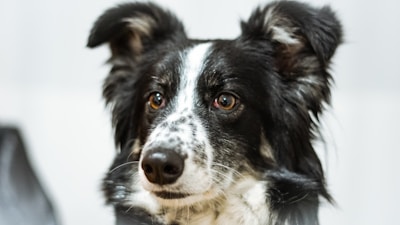 A close-up of a black and white dog with perky ears and attentive expression. Its fur is a mix of black and white, with distinct spots on its muzzle and around its eyes. The background is neutral and slightly blurred.