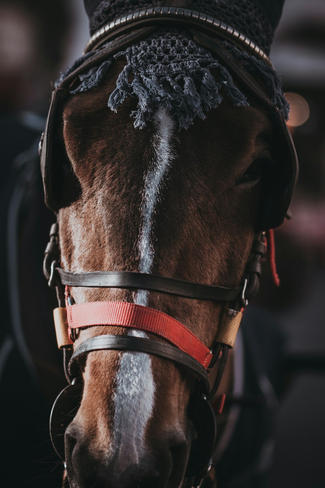 close-up photo of brown and white horse