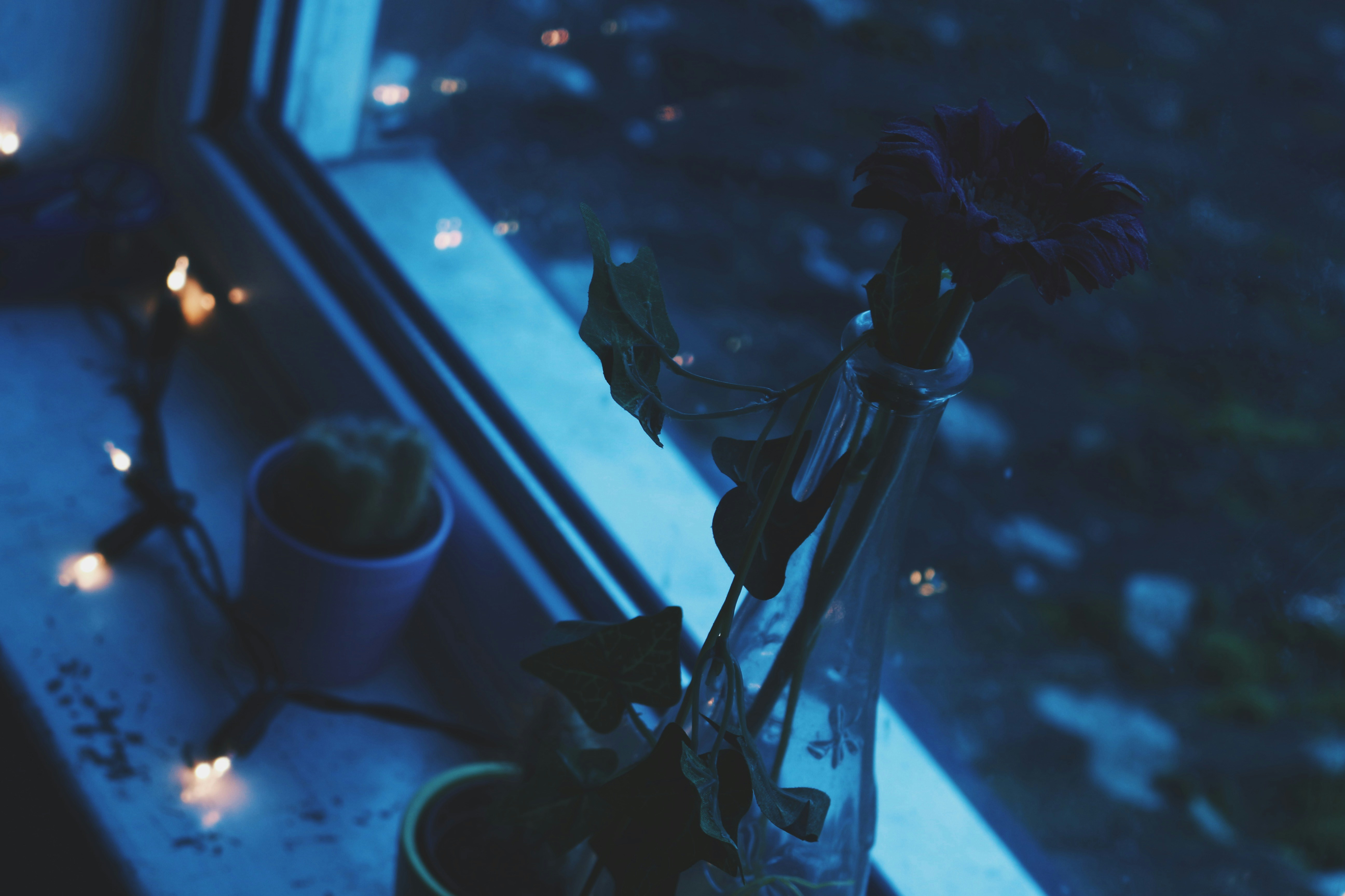 Free Unsplash photo from Euan Allen