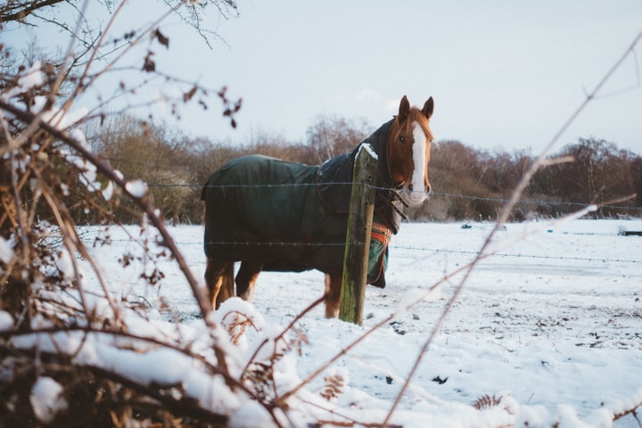 Winter Wellness for Equines: Mastering Horse Care in England's Snow and Ice