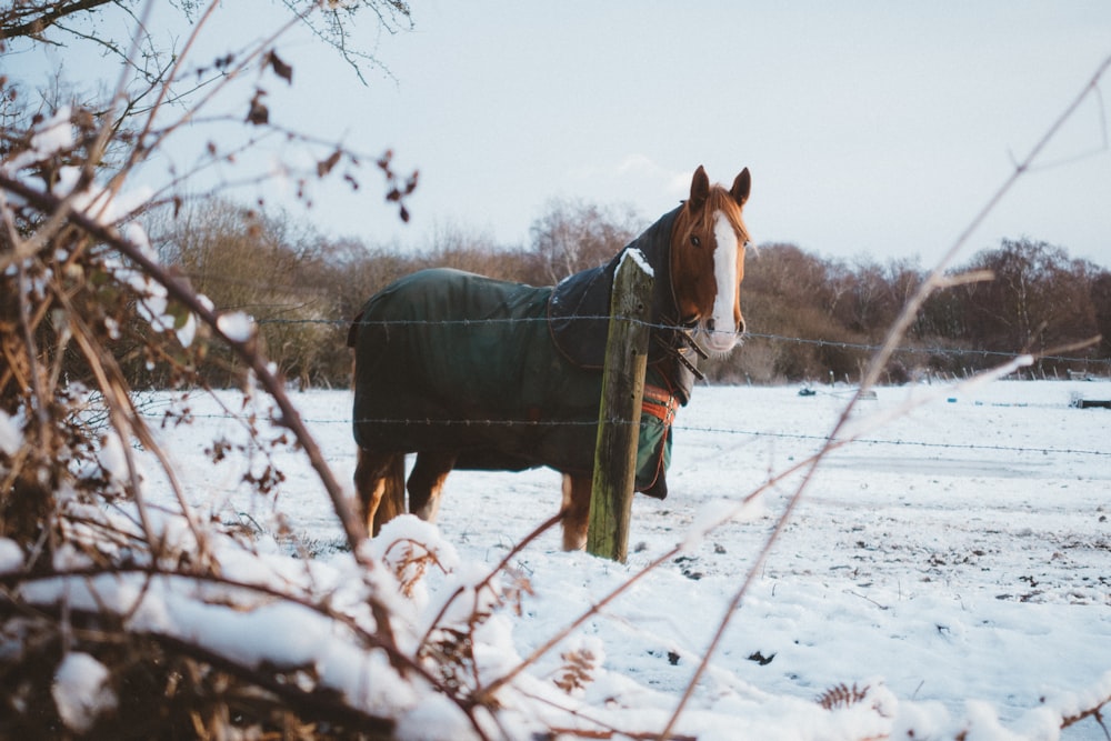 冬の茶色の馬