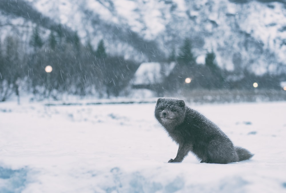 greyscale photography of raccoon on open field covered with snow during winter