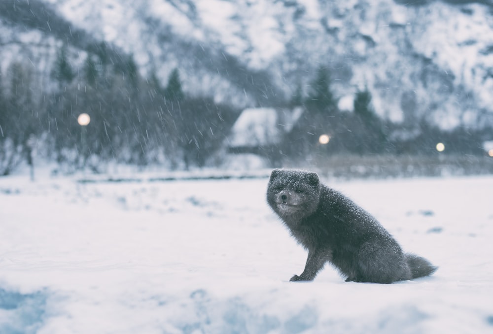 Fotografía en escala de grises de mapache en campo abierto cubierto de nieve durante el invierno
