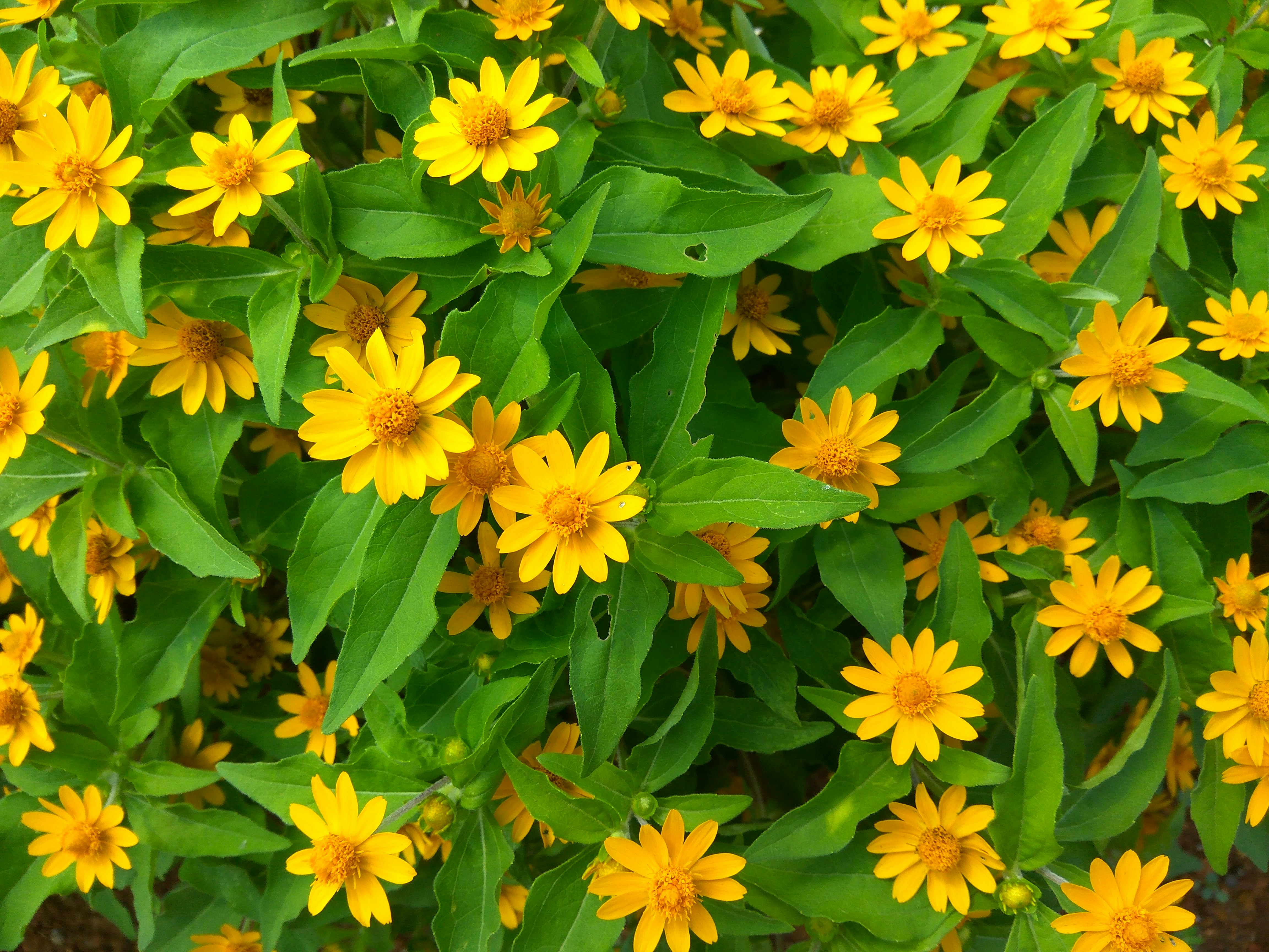 Free Unsplash photo from Crusenho Iho