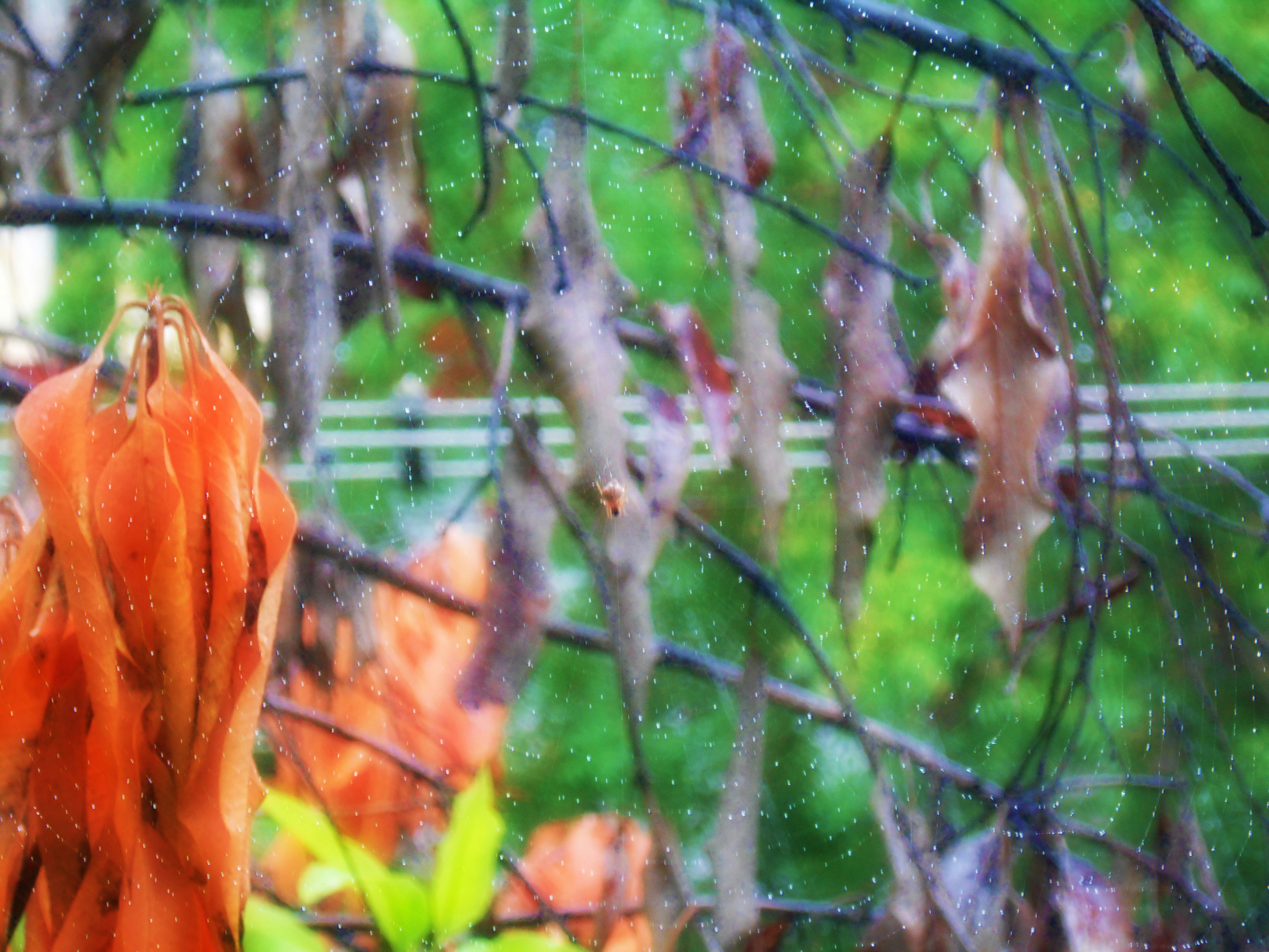 Free Unsplash photo from Uday Bhanu Bose