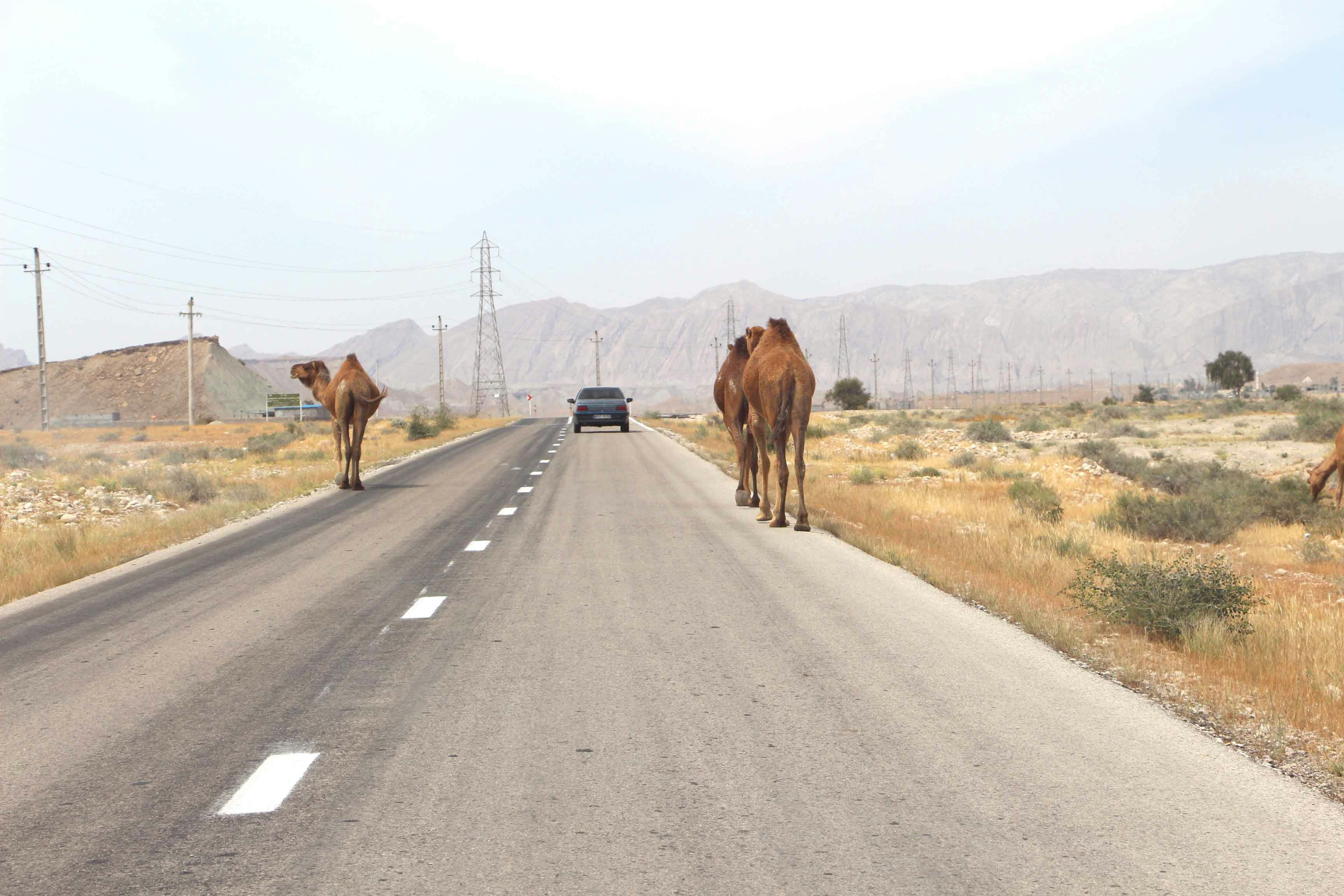 The Ultimate Moroccan Road Trip: From the Blue Streets of Chefchaouen to the Sahara Dunes
