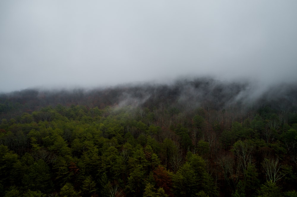 green trees under white fogs during daytime