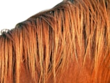 The image displays a close-up of a horse's mane, with strands of hair in a golden brown color cascading down. The texture of the hair is smooth and shiny, suggesting well-maintained equine hair.