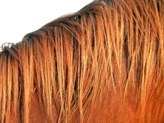 Close-up of a gleaming horse mane after using Crinova shampoo