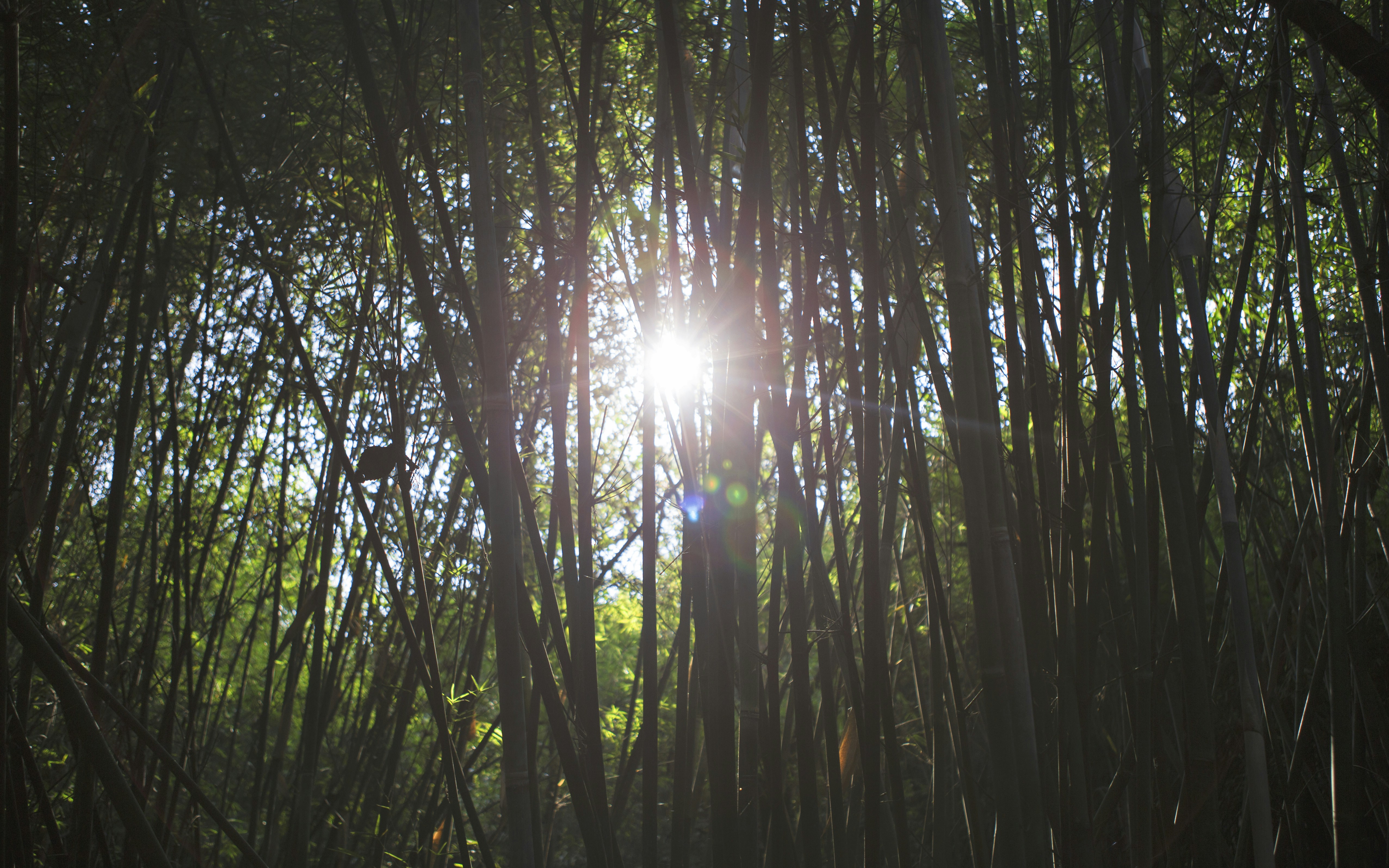 Free Unsplash photo from Xixiang Wu