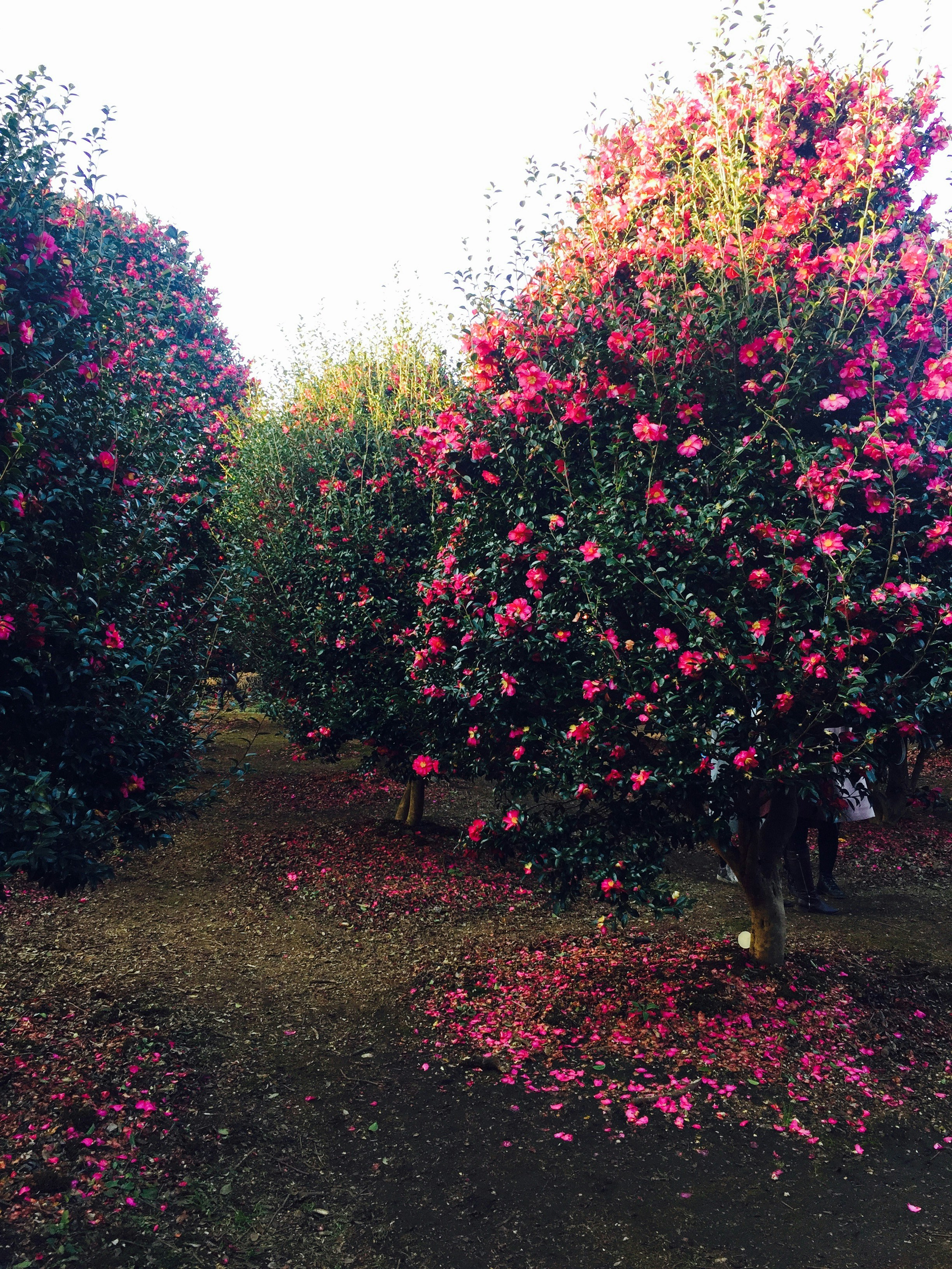 Free Unsplash photo from Lynn Kim