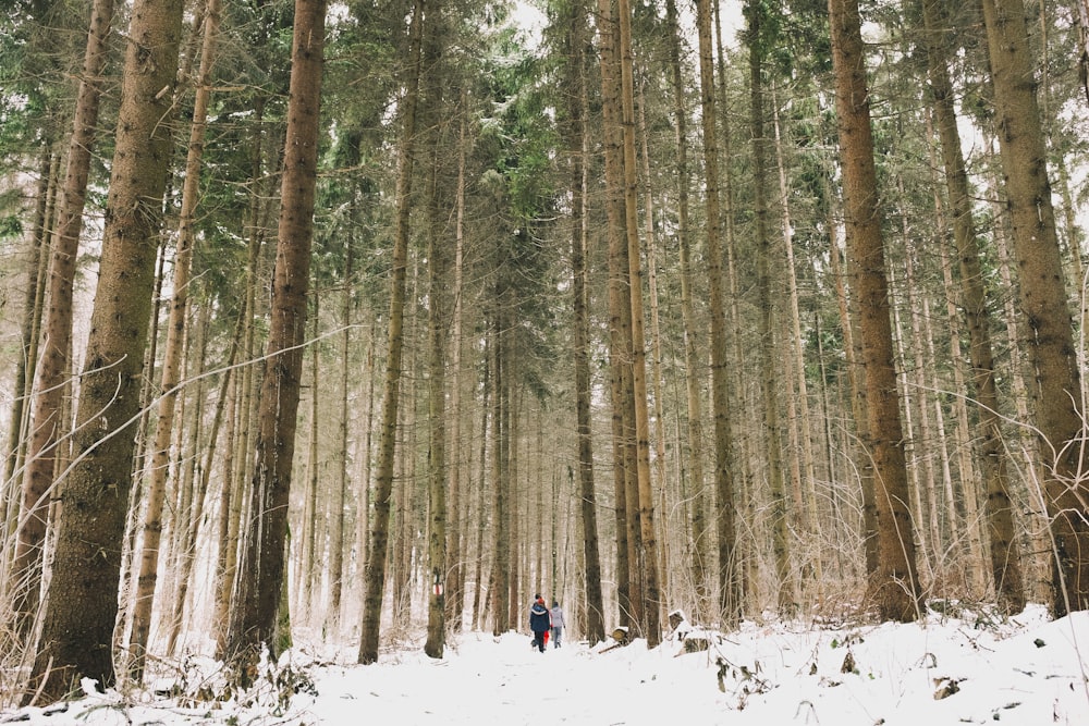 person walking near forest during daytime