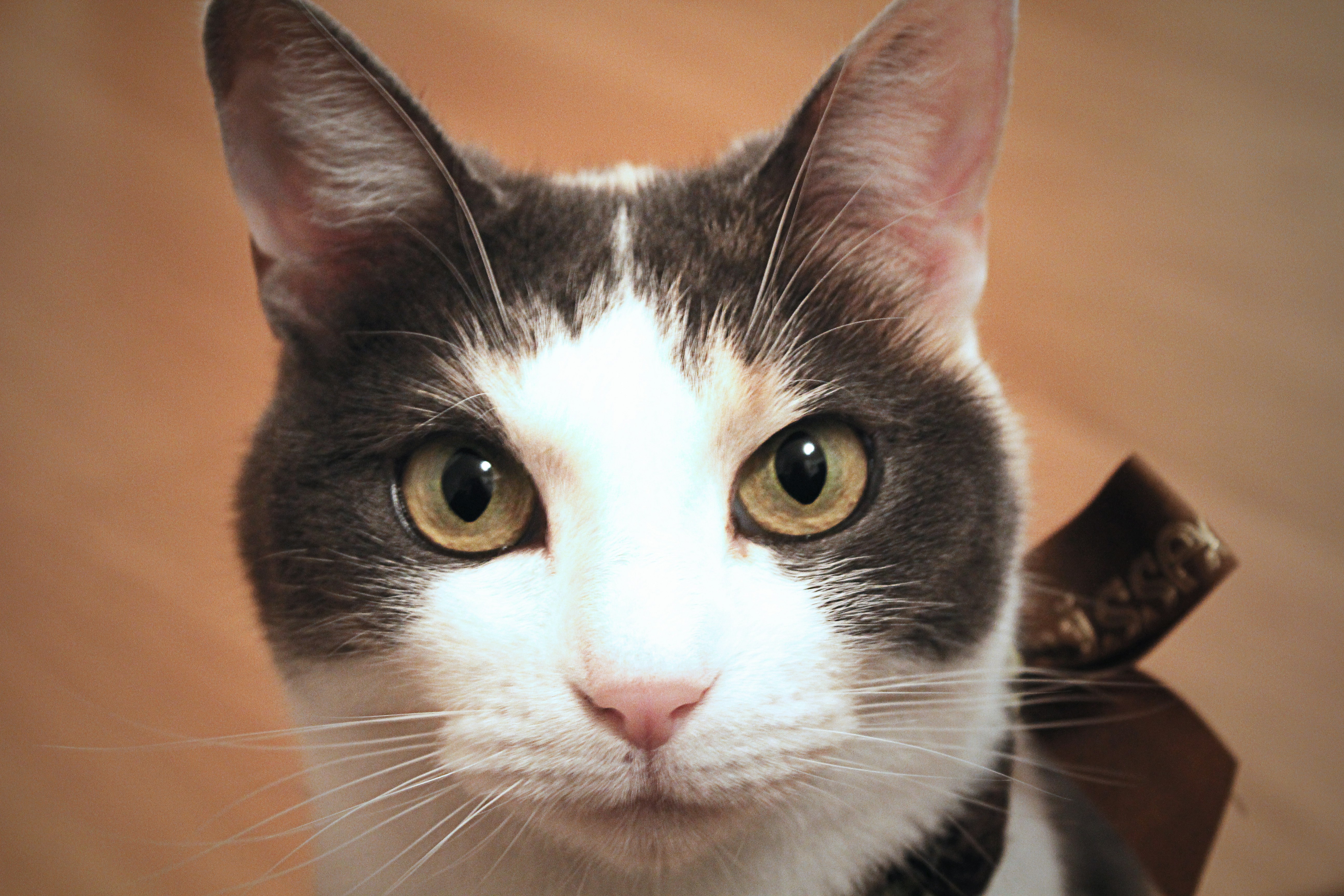 Free Unsplash photo from Susy Drake