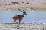 A rare glimpse of an okapi crossing a shallow stream in the Congo.