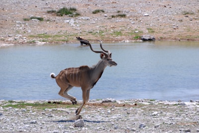 A rare glimpse of an okapi crossing a shallow stream in the Congo.