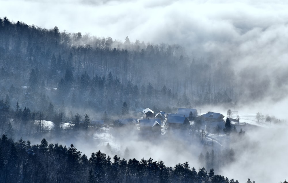 houses surrounded by trees and fog