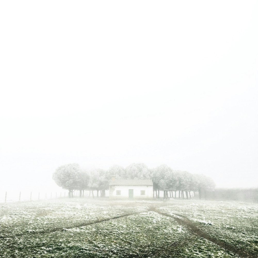 house near trees on green grass field