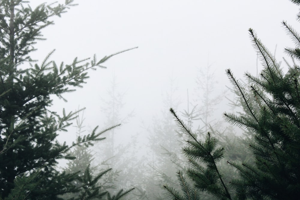 seaclouds and plants