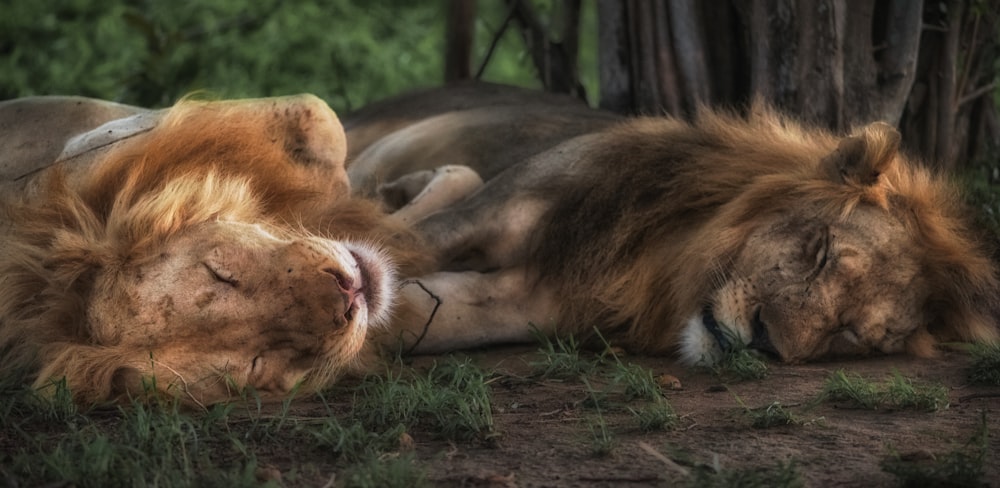 lion and lioness sleeping on green grass