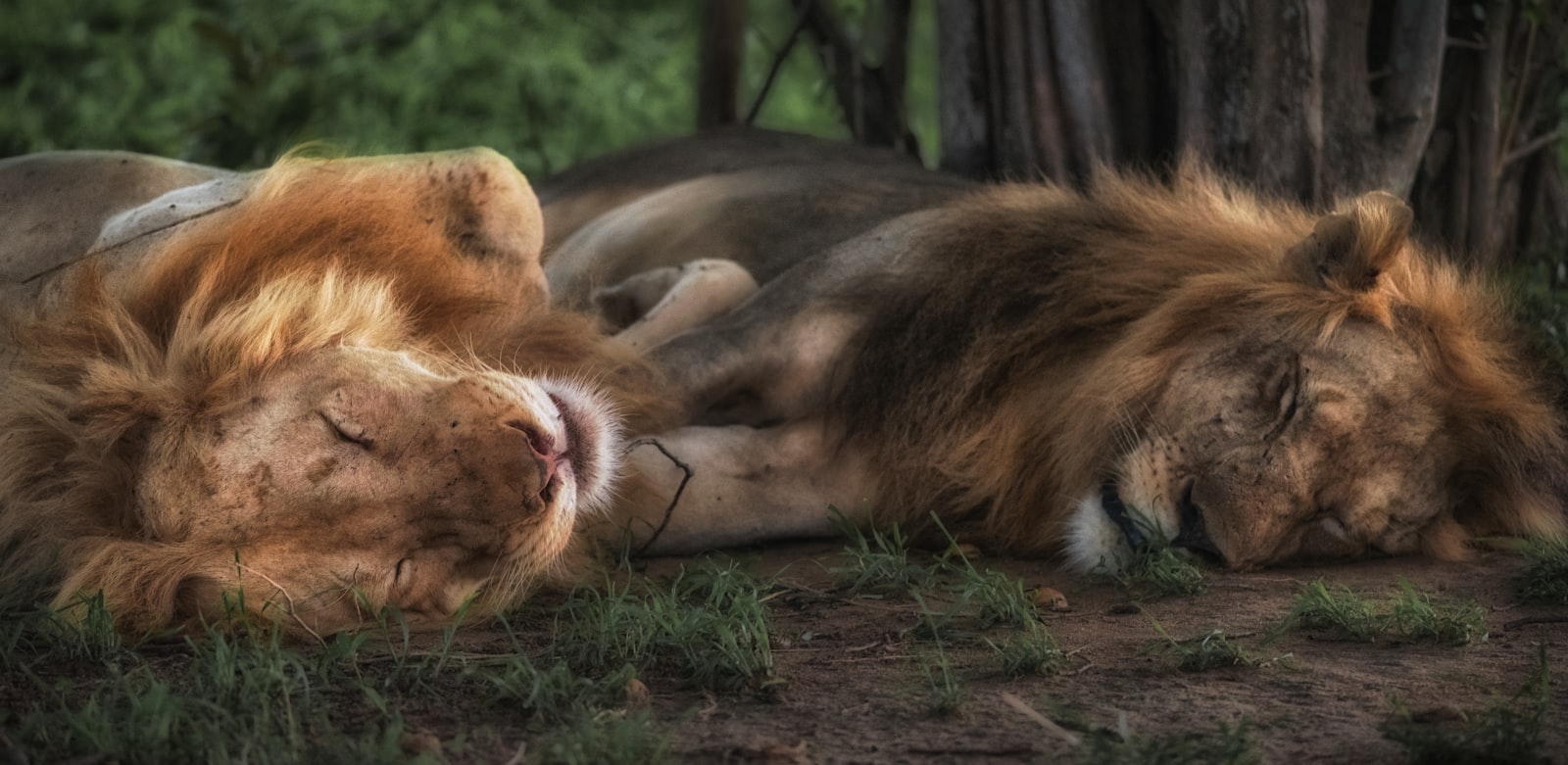Nikon AF-S Nikkor 300mm F4D ED-IF sample photo. Lion and lioness sleeping photography
