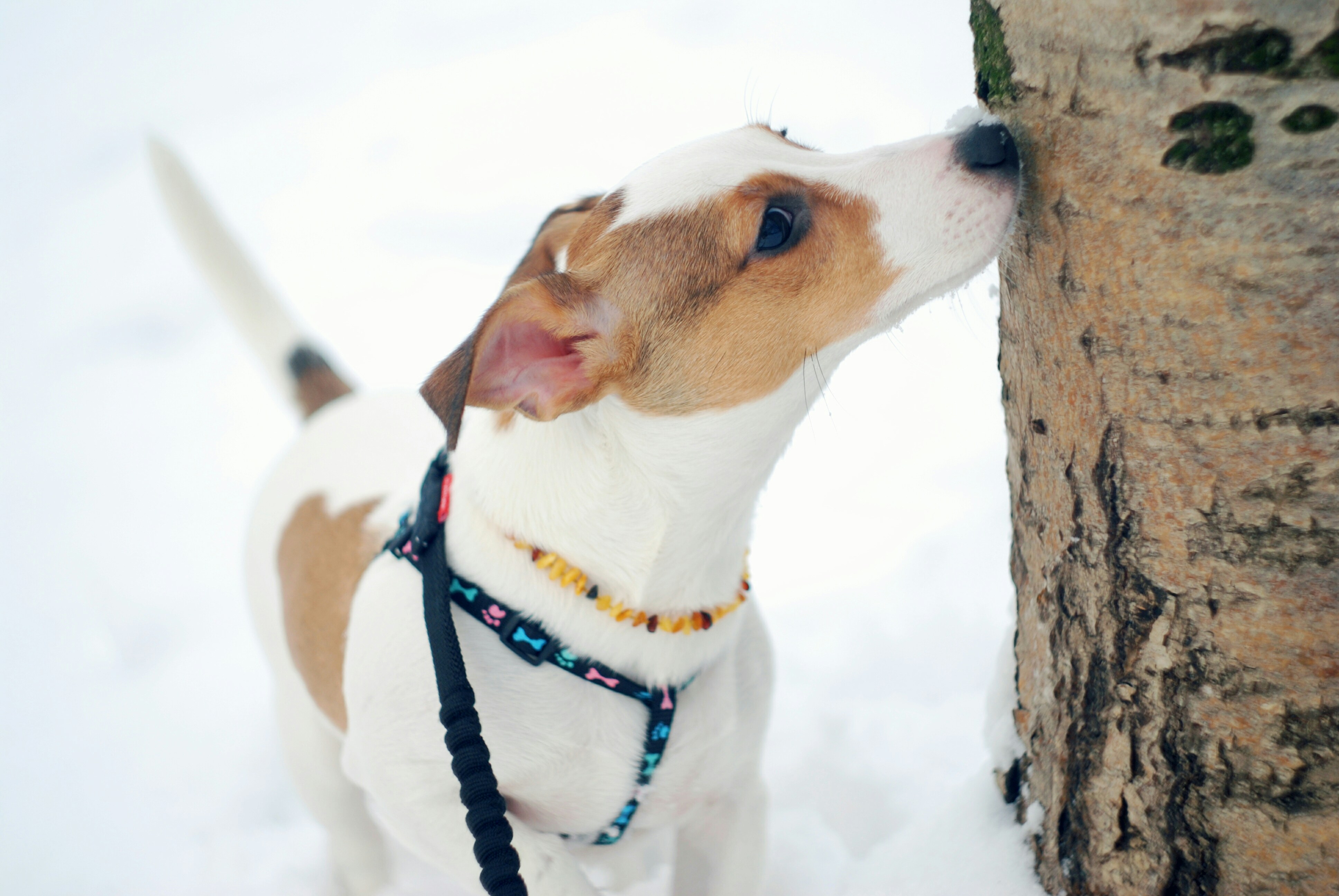 Free Unsplash photo from Dalia Kažkokia