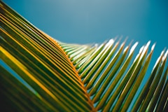 photography of banana leaves