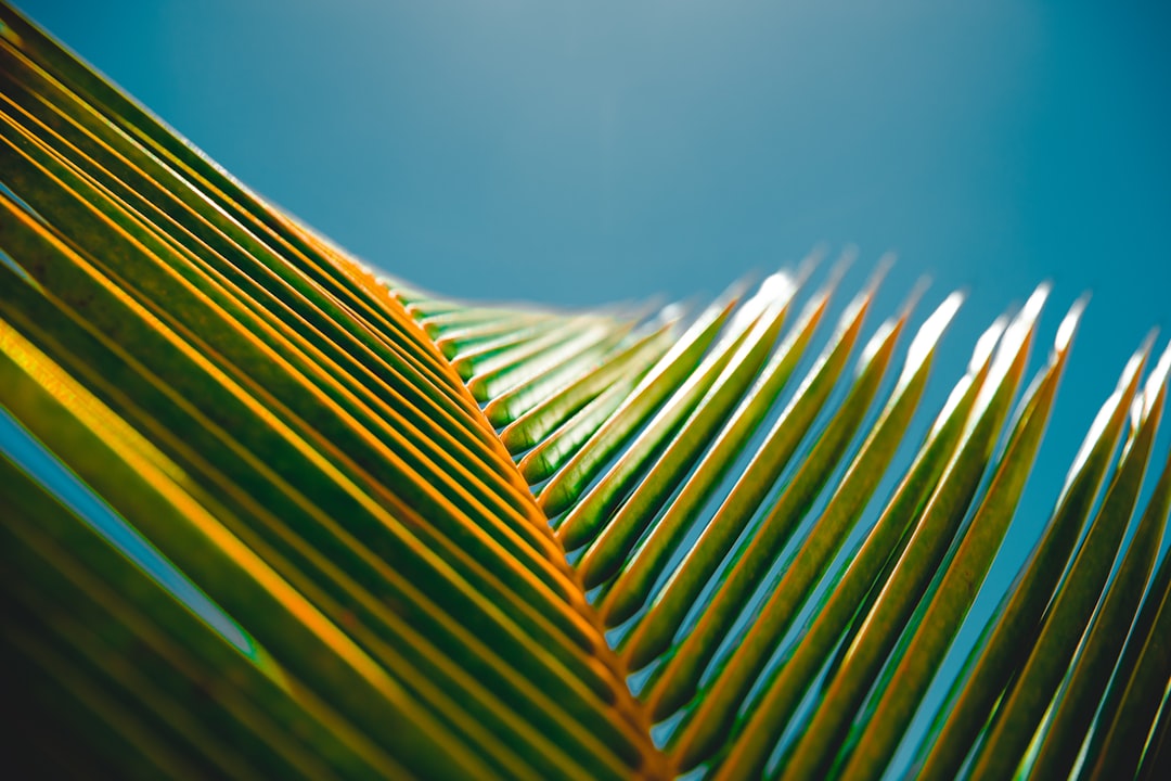 photography of banana leaves, Palm Leave