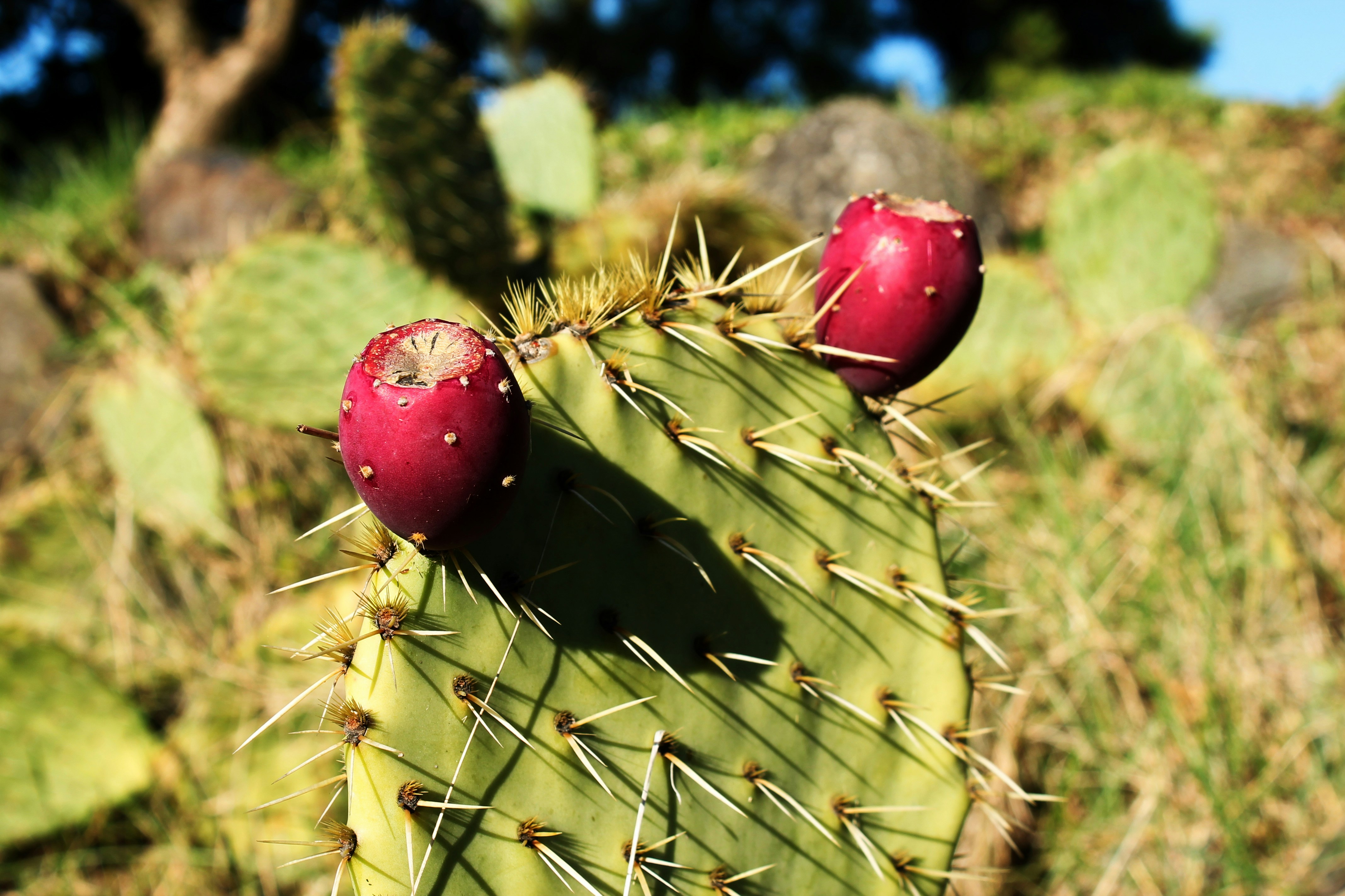 Free Unsplash photo from Mathilde Guichard