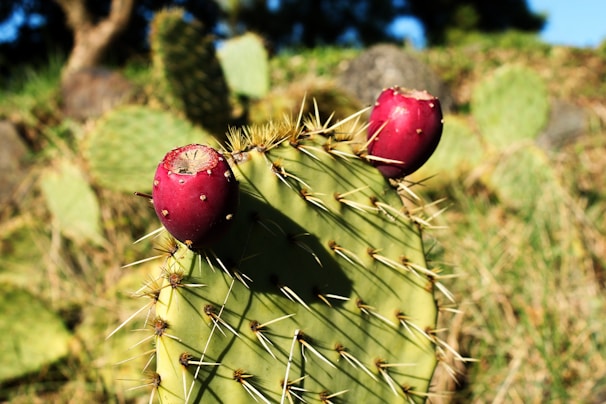 Close-up of ripe prickly pear fruits hanging on a cactus under warm sunlight.